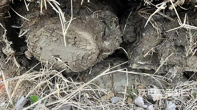 左驅(qū)動(dòng)輪（行走機(jī)構(gòu)）