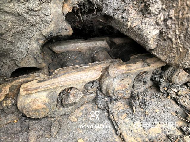 左导向轮（行走机构）